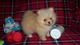 Regalo hermosos cachorros pomerania