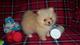 Regalo Hermosos cachorros Pomerania - Foto 1