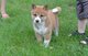Regalo impresionantes Shiba Inu cachorros - Foto 1
