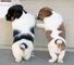 Regalo Jack Russells cachorros - Foto 1