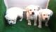 Regalo Labradores cachorros listo para entregar con pedigri - Foto 1