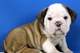 Regalo Magníficos Cachorros bulldog Ingles - Foto 1