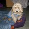 Regalo maltes poodle en adopcion responsable