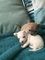 Regalo mini chihuahua cachorros - Foto 1