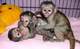 Regalo monos capuchinos, monos araña, monos ardilla, chimpancés