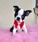 Regalo Perritos de Boston Terrier disponibles - Foto 1