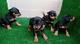 Regalo pinscher miniatura cachorros negro y fuego