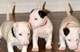 Regalo Preciose cachorros bull terrier en listos - Foto 1