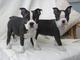 Regalo preciosos cachorros de boston terrier en busca de nuevas