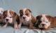 Regalo preciosos cachorros de bulldog ingles