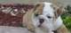 Regalo regalo preciosos cachorros de bichón maltés