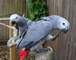 Regalo registrados aves loros grises africanos