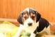 Regalo registrados beagle cachorros