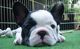 Regalo registrados bulldog francés disponibles