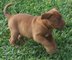 Regalo registrados cavachon determinados cachorros