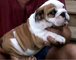 Regalo registrados compañero de bulldog inglés cachorro