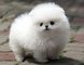 Regalo registrados impresionante pomerania cachorro