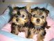 Regalo registrados inicio formado yorkshire terrier cachorros