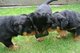 Regalo registrados pedigrí de rottweiler perritos