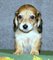 Regalo registrados resplandeciente dachshund cachorros