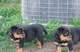 Regalo registrados rottweiler brillantes cachorros