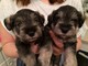 Regalo registrados schnauzer miniatura cachorros disponibles