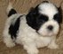 Regalo Shih Tzu cachorros finos - Foto 1