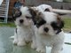 Regalo Shih Tzu / Shihtzu cachorros - Foto 1