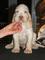 Regalo spinone italiano cachorro cachorros listos