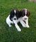 Regalo Springer Spaniel Inglés cachorros disponibles - Foto 1