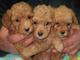 Regalo venta cachorros caniche apricot