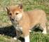 Registrados preciosos cachorros de shiba inu disponibles
