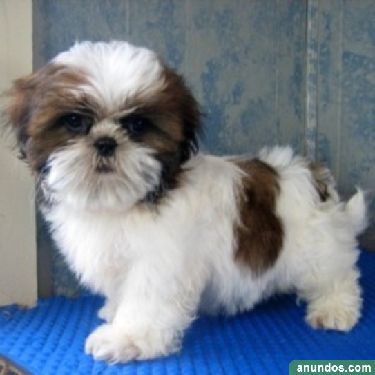Shih Tzu cachorros preciosos y elevar el hogar para su adopción