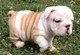 Adorable cachorro de bulldog inglés