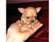 Adorables cachorros chihuahua minúscula