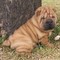 Arrugados cachorros Shar-Pei macho y hembra - Foto 1