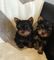 Attractive yorkie puppies