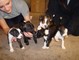 Boston terrier cachorros