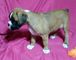 Boxer cachorros, garantía de salud - Foto 1