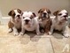 Bulldog inglés cachorros para la venta