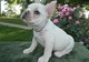 Cachorro Bulldog francés en Venta - Foto 1
