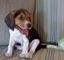 Cachorros Beagle ahora en contacto si está interesado - Foto 1