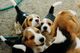 Cachorros Beagle para la venta!!!! - Foto 1