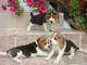 Cachorros beagle sanos de raza pura