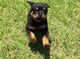 Cachorros de rottweiler especiales