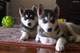 Cachorros husky siberiano macho y hembra para un nuevo hogar