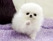 Cachorros pomeranian blancos sanos para usted - Foto 1