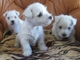 Camada West Highland White Terrier - Foto 1