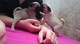 Carlino pug cachorros para adopción