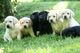 De alta calidad de cachorros de Labrador Retriever - Foto 1